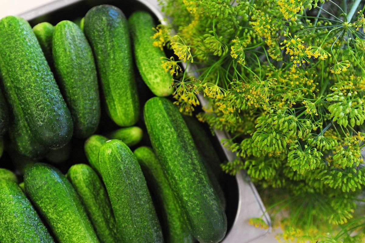 Dill for perfect pickles: Choosing the ultimate herb for taste and firmness