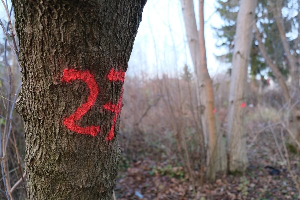 Numery na drzewach na Rogatce Warszawskiej
