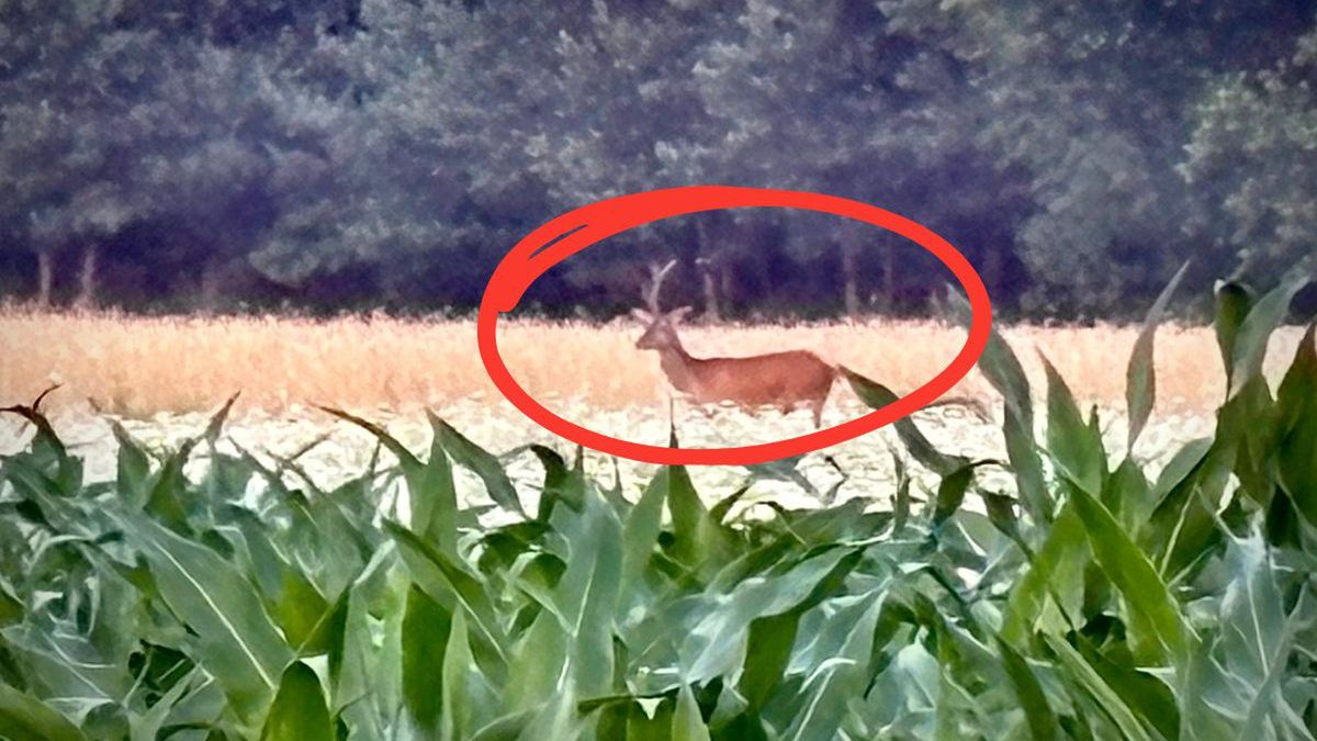 Niezwykły jeleń na polach. Leśnicy pokazali "wojownika natury"