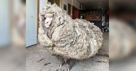 Australia. Owca z nietypową "nadwagą". Miała na sobie 35 kg zbędnej sierści