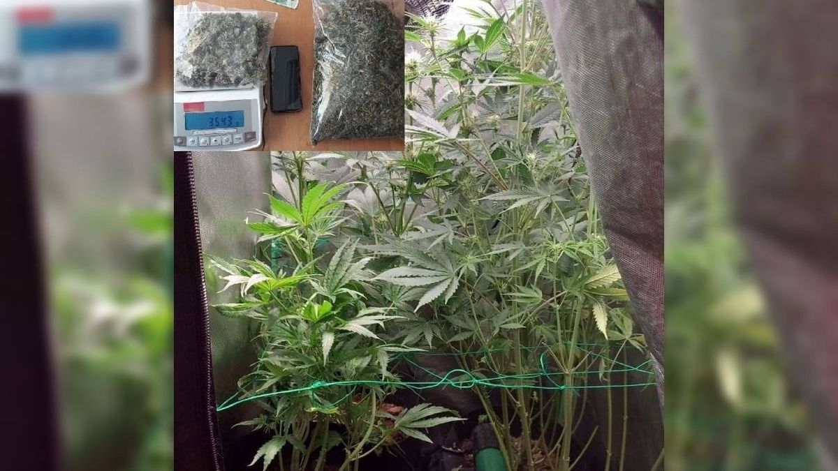 marihuana