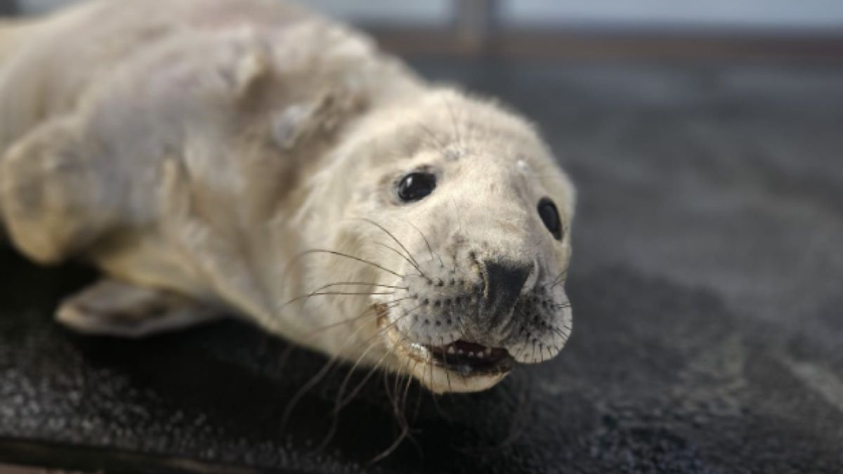 Irek pod opieką Stacji Morskiej im. Profesora Krzysztofa Skóry