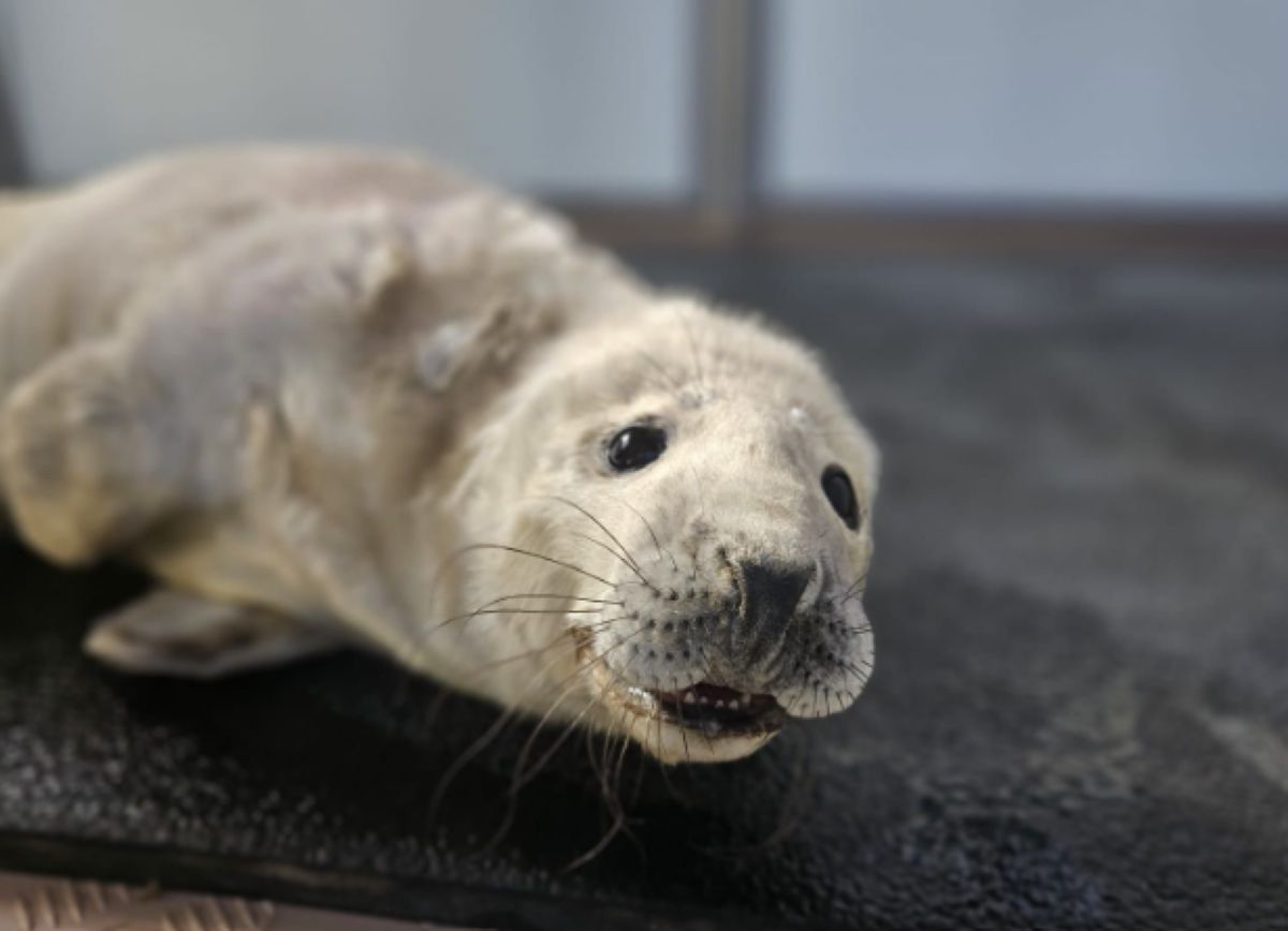 Wychudzony Irek był pierwszy. Ruszył sezon ratowania foczych szczeniąt