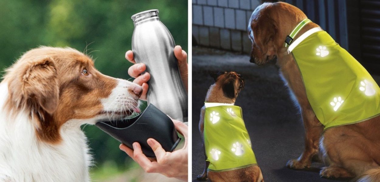 Podróż na cztery łapy – jak się przygotować do wojaży z pupilem?