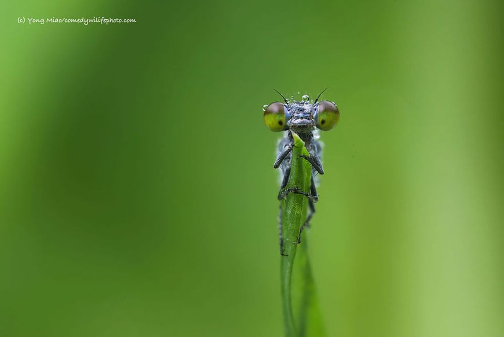 Najzabawniejsze zwierzaki konkursu Comedy Wildlife Photography Awards 2016 13