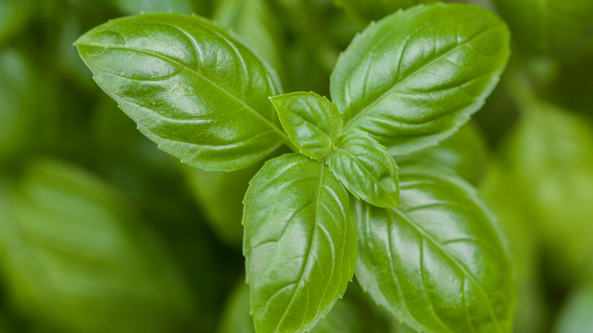 Zioła i przyprawy do chleba