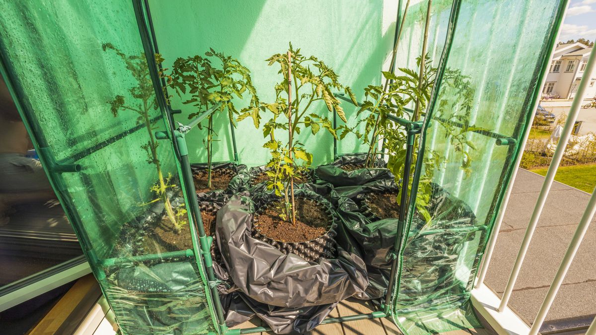 Mini szklarnia na balkon.