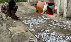 Setki mrówek w małych pojemnikach. Chcieli je wywieźć z Kenii