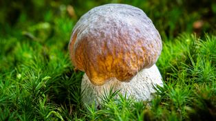 To jeden z najsmaczniejszych grzybów. Już teraz możesz go znaleźć w lesie