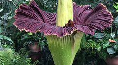 Po raz pierwszy w Polsce zakwitło dziwidło olbrzymie