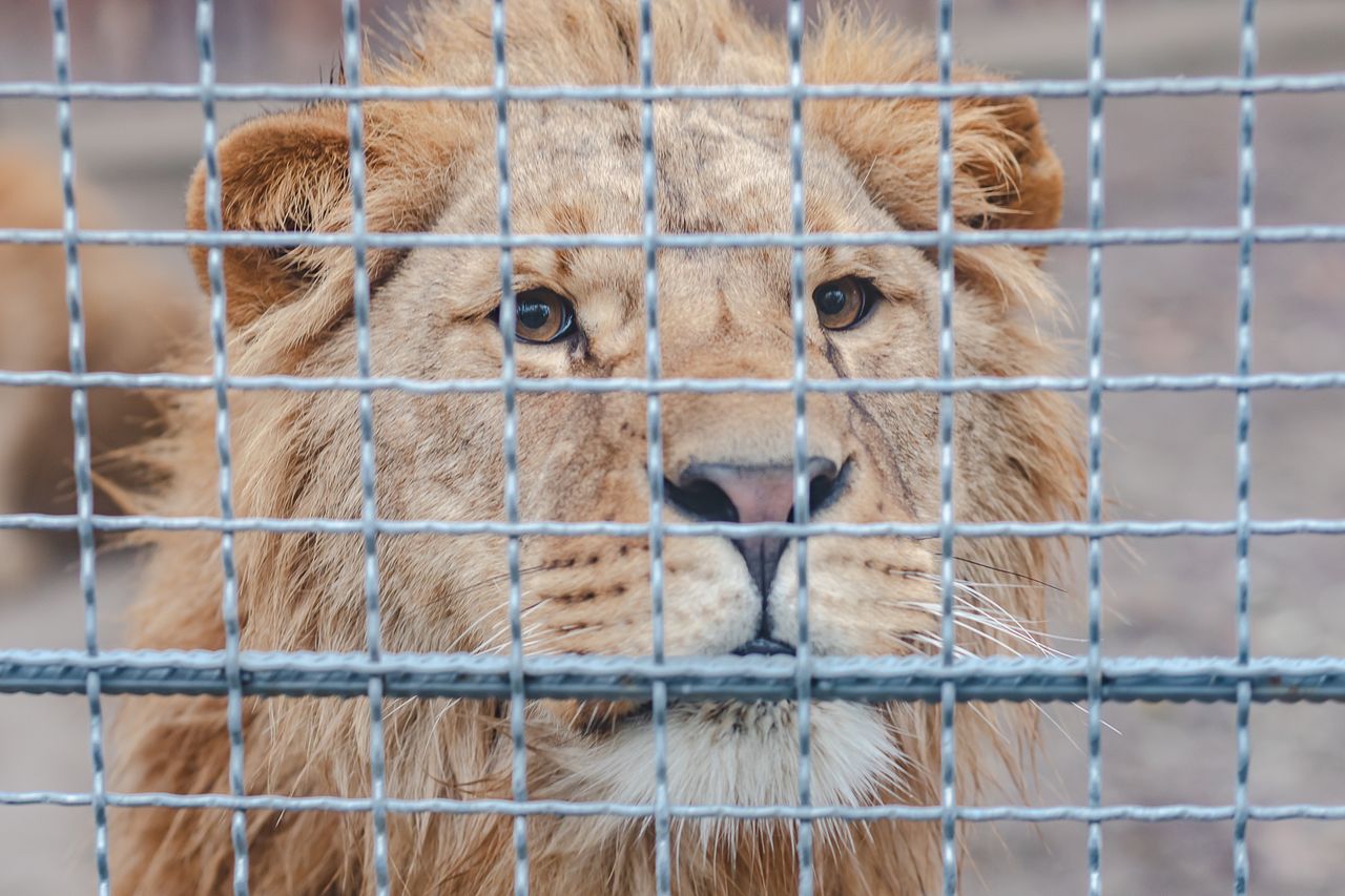 Tragedy in Japan. Zoo worker killed by a lion