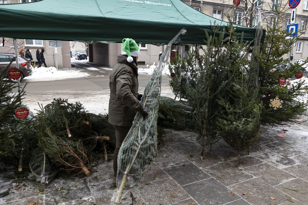 Żywa czy sztuczna? Leśnicy zapraszają do zakupu choinki prosto z lasu