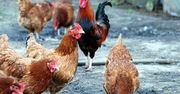 Chińskie embargo dla Polski. Poszło o drób