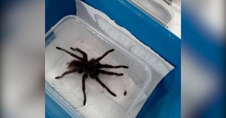 Zabłąkany ptasznik w Łodzi. Wszedł przez okno na 4 piętrze