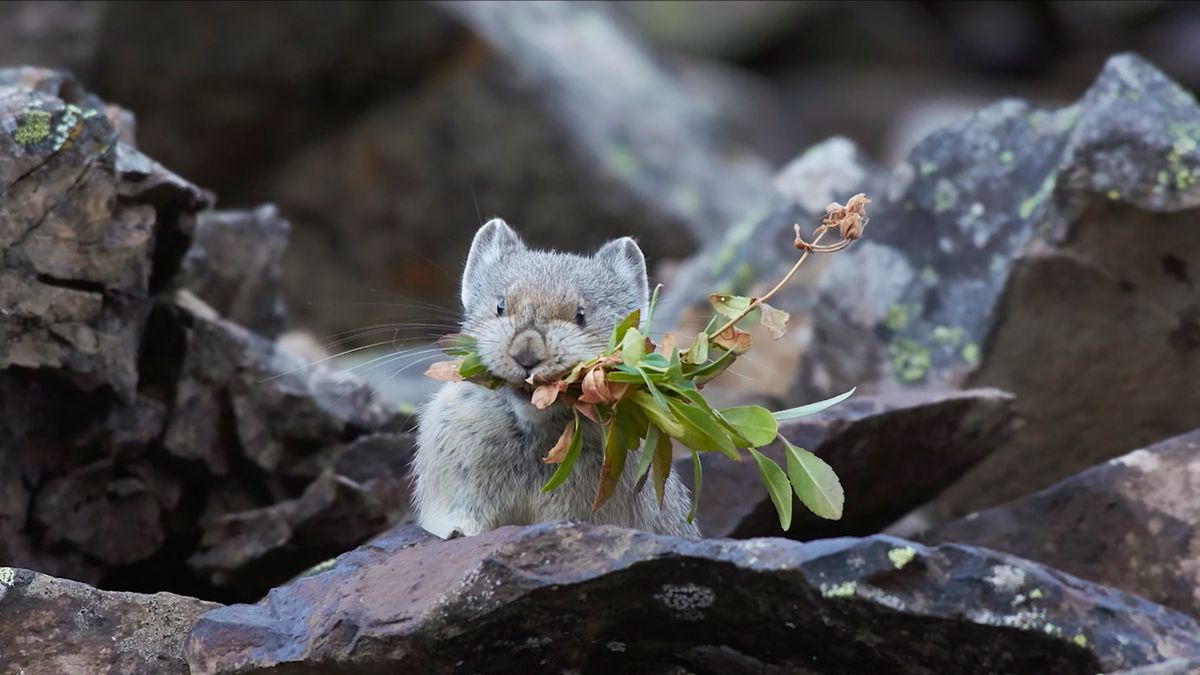 Josiah Launstein ma dopiero 13 lat i już wygrywa liczne konkursy fotografii przyrodniczej 1