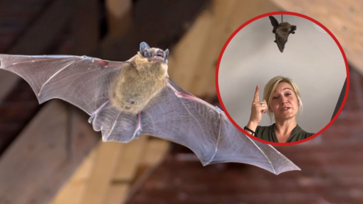 Co zrobić, gdy nietoperz wleci nam do mieszkania? 