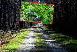 Niedługo zniknie z polskich lasów. "Może być dodawany jako aromatyczna przyprawa"