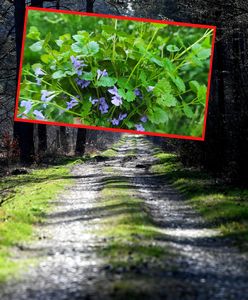 Niedługo zniknie z polskich lasów. "Może być dodawany jako aromatyczna przyprawa"