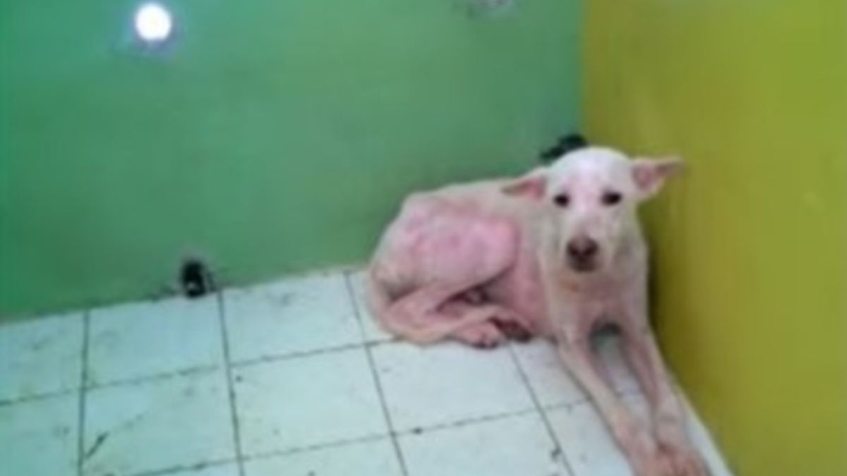 Miracle zanim trafił pod opiekę Amandy.