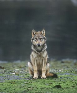Niesamowite. Wilk Gustaw przeszedł 10 tys. kilometrów. Już nie jest sam