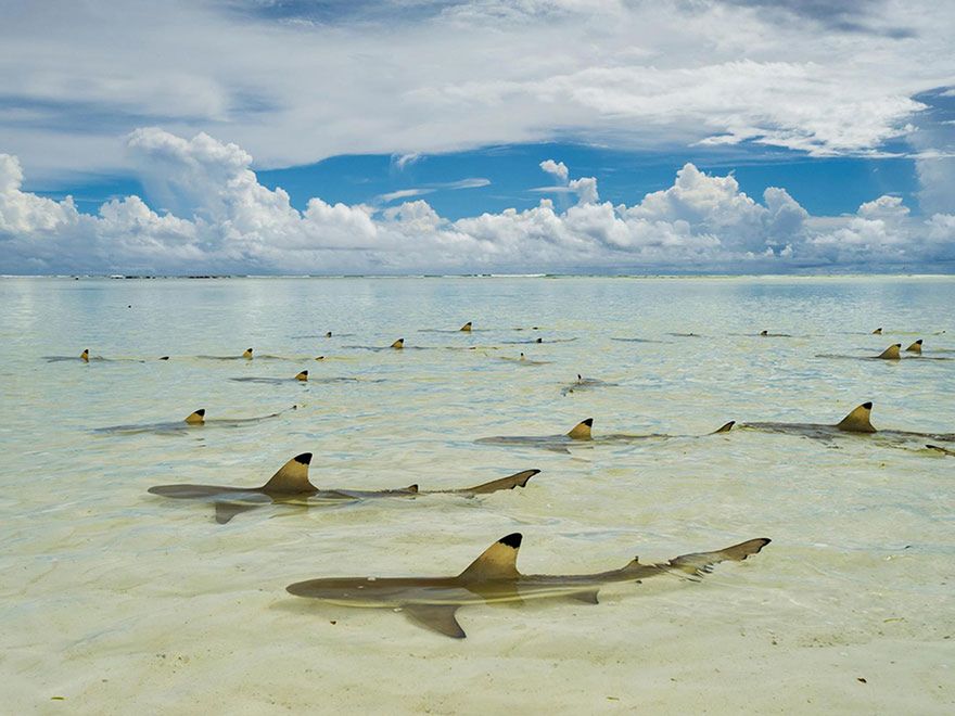 Oto najlepsze fotografie 2016 roku według magazynu National Geographic 7