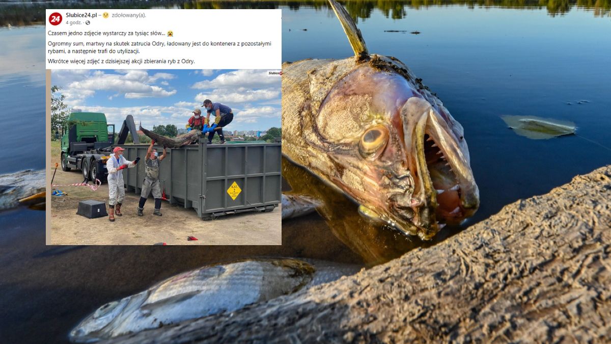 Woda w Odrze jest zatruta. Codziennie wyławiane są z niej martwe ryby, a nawet bobry