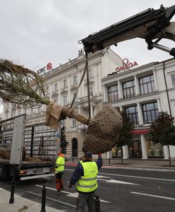 W Warszawie sadzą drzewa z Niemiec. Koszt jednego to 14 tys. zł