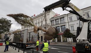 W Warszawie sadzą drzewa z Niemiec. Koszt jednego to 14 tys. zł