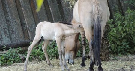 Nowy mieszkaniec warszawskiego zoo. "Ogromny sukces"