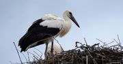 Bociany jeszcze w lutym w Polsce? Ujawniono powód