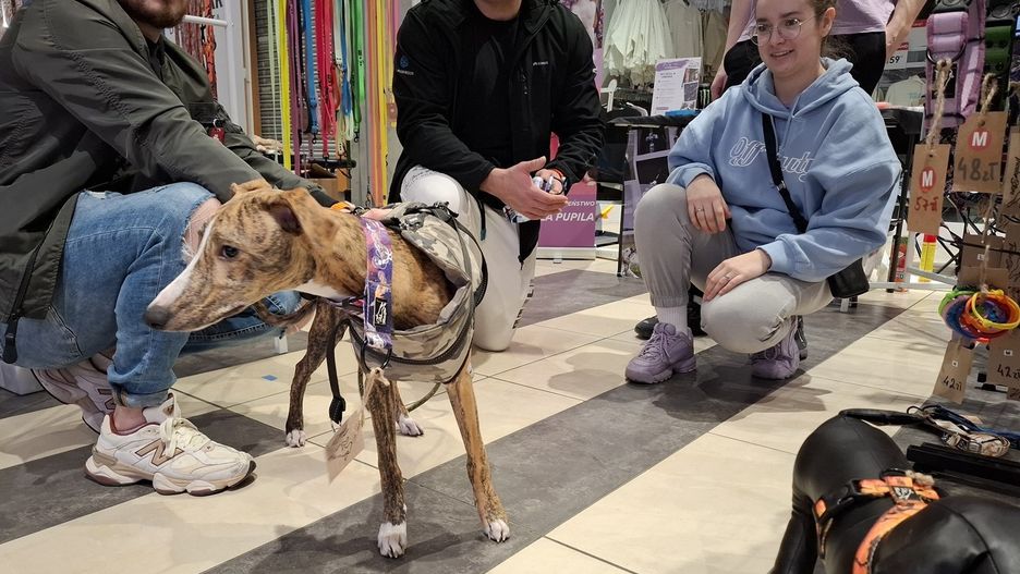 PupiLove Targi we Wrocławiu
