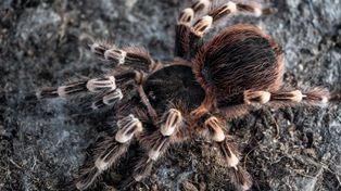 Łódź: Trafiliśmy do człowieka, który trzyma w domu 700 pająków. Zapytaliśmy, czy łodzianie chcieliby mieć takiego sąsiada?