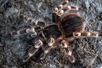 Łódź: Trafiliśmy do człowieka, który trzyma w domu 700 pająków. Zapytaliśmy, czy łodzianie chcieliby mieć takiego sąsiada?