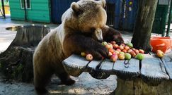 Niedźwiedzia uczta. Groźny drapieżnik i ulubione owoce