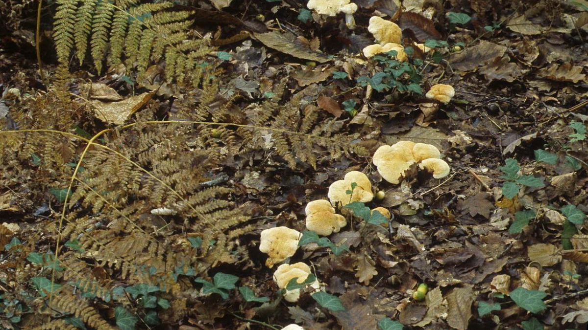 Leśnicy informują, że kolczak obłączasty pojawił się w lasach