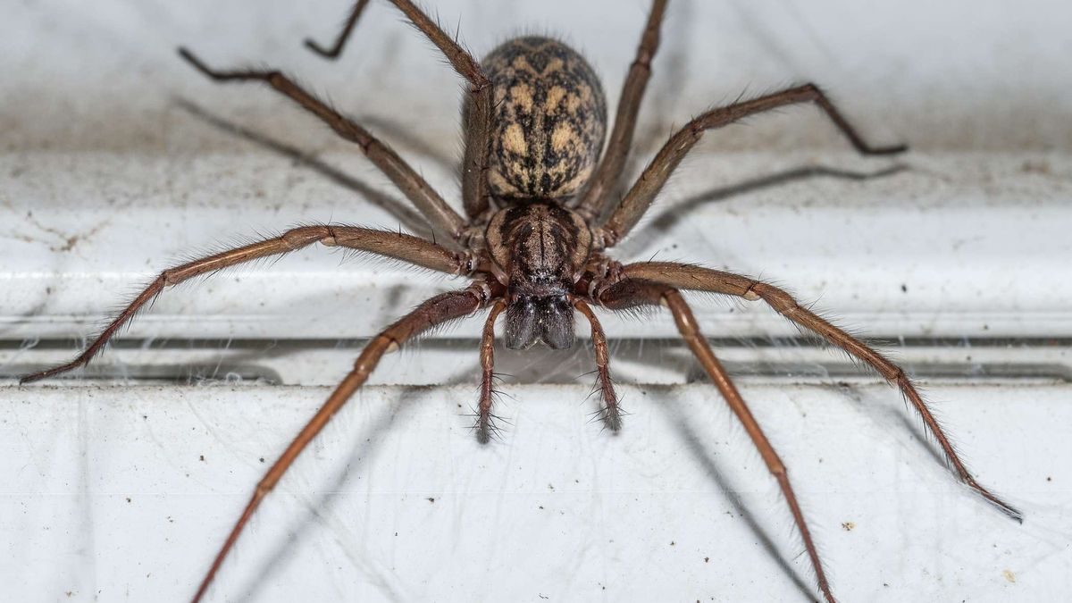 Kątnik domowy większy to jeden z najczęściej spotykanych dużych pająków w polskich domach, szczególnie w piwnicach, łazienkach i za meblami
