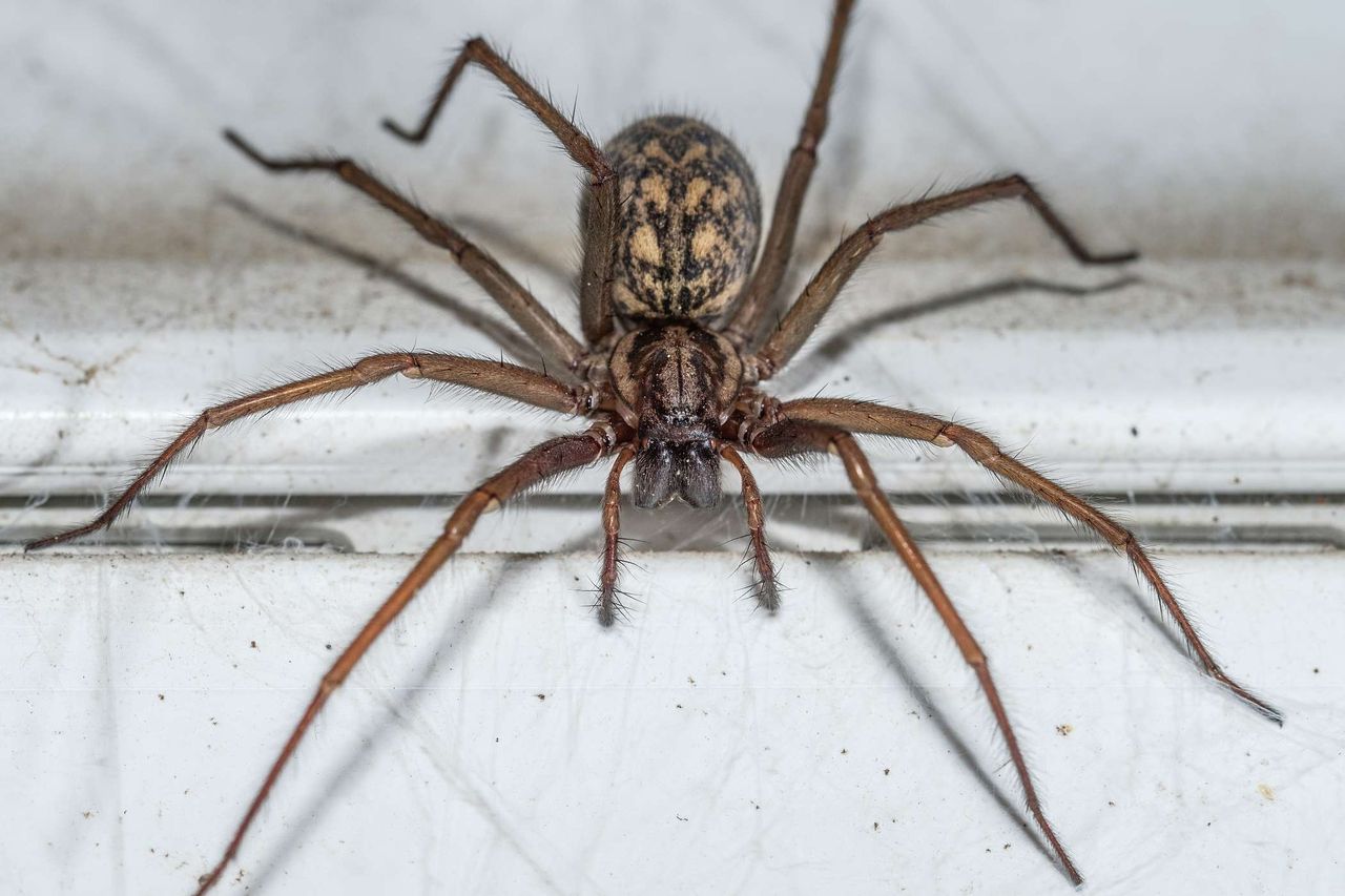 Wchodzą do domów zimą. Lepiej się nie zbliżaj