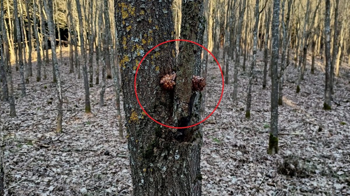 Tak może wyglądać stołówka dzięcioła dużego