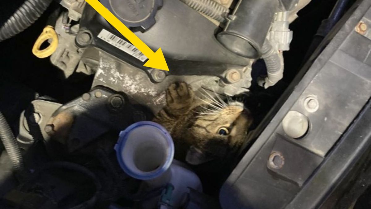 Uważajcie na nieproszonych gości pod maskami samochodów 