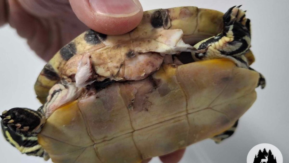 Żółwia znaleziono w sortowni śmieci