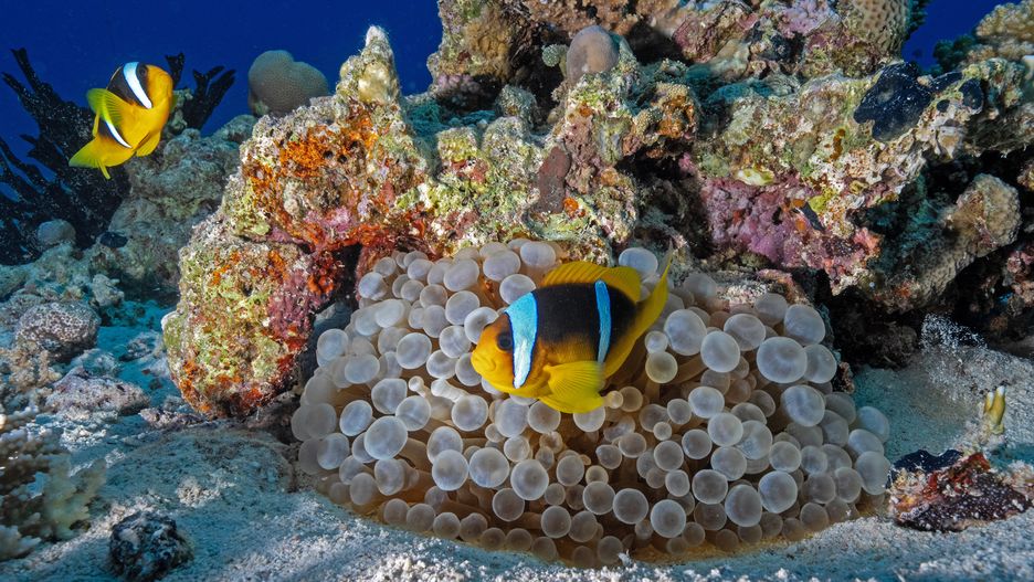 EGYPT - AUGUST 27: A view from Saint John's Reef, one of the leading destinations for diving tourism, in southern Egypt on August 27, 2025. Diving enthusiasts can explore the vibrant underwater ecosystems of the Red Sea on six- to seven-day excursions, with daily schedules beginning in the early morning and concluding with night dives, typically allowing for an average of four dives per day. The reefs, renowned for their stunning natural beauty and rich coral habitats, offer divers the opportunity to observe extensive gorgonian formations and a diverse array of marine life, creating an unforgettable underwater experience. (Photo by Tahsin Ceylan/Anadolu via Getty Images)