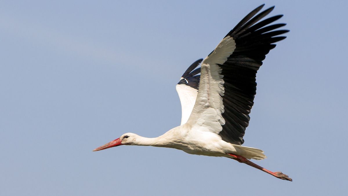Bocian powrócił zimą do swojego gniazda w Polsce.