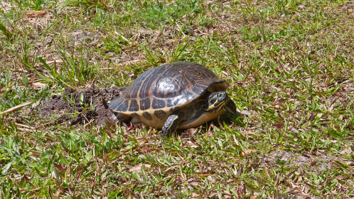 Pseudemys floridiana nie występuje naturalnie w Polsce 