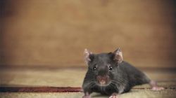 Szczur - gatunki, choroby, zwalczanie, szczur domowy (klatka, oswajanie)