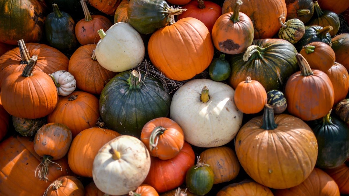 Leśnik mówi, co zrobić z dynią po Halloween 
