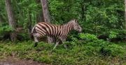 Zebra biegała w lesie pod Elblągiem. "Szybko ociepla nam się klimat"