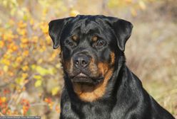 Pies wdarł się do domu opieki. Rottweiler zaatakował wolontariuszkę