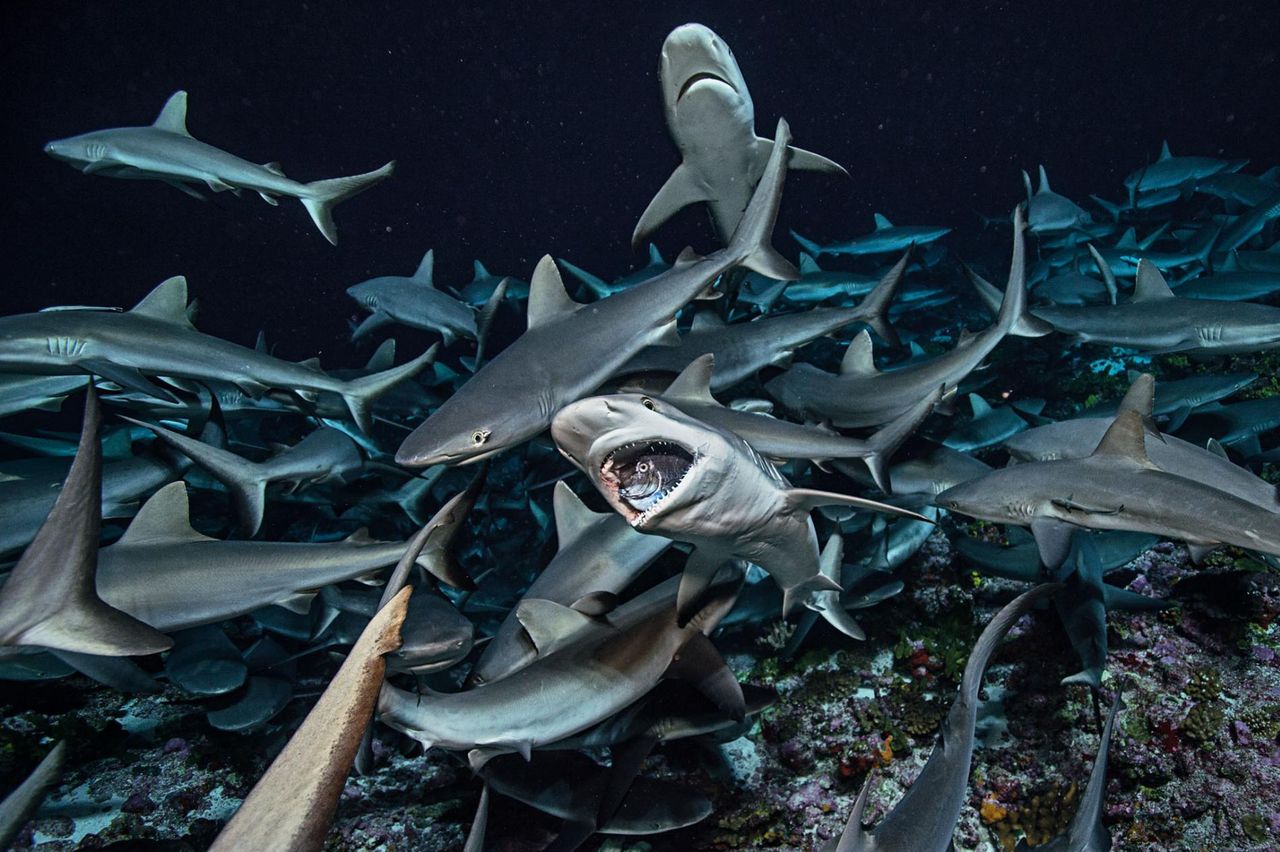 Szał żarłocznych rekinów ukazany na wyjątkowych zdjęciach National Geographic
