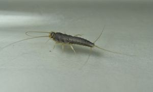 Masz rybiki w łazience? Ten super trik zadziała w kilka chwil