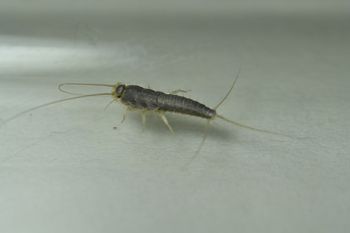 Masz rybiki w łazience? Ten super trik zadziała w kilka chwil